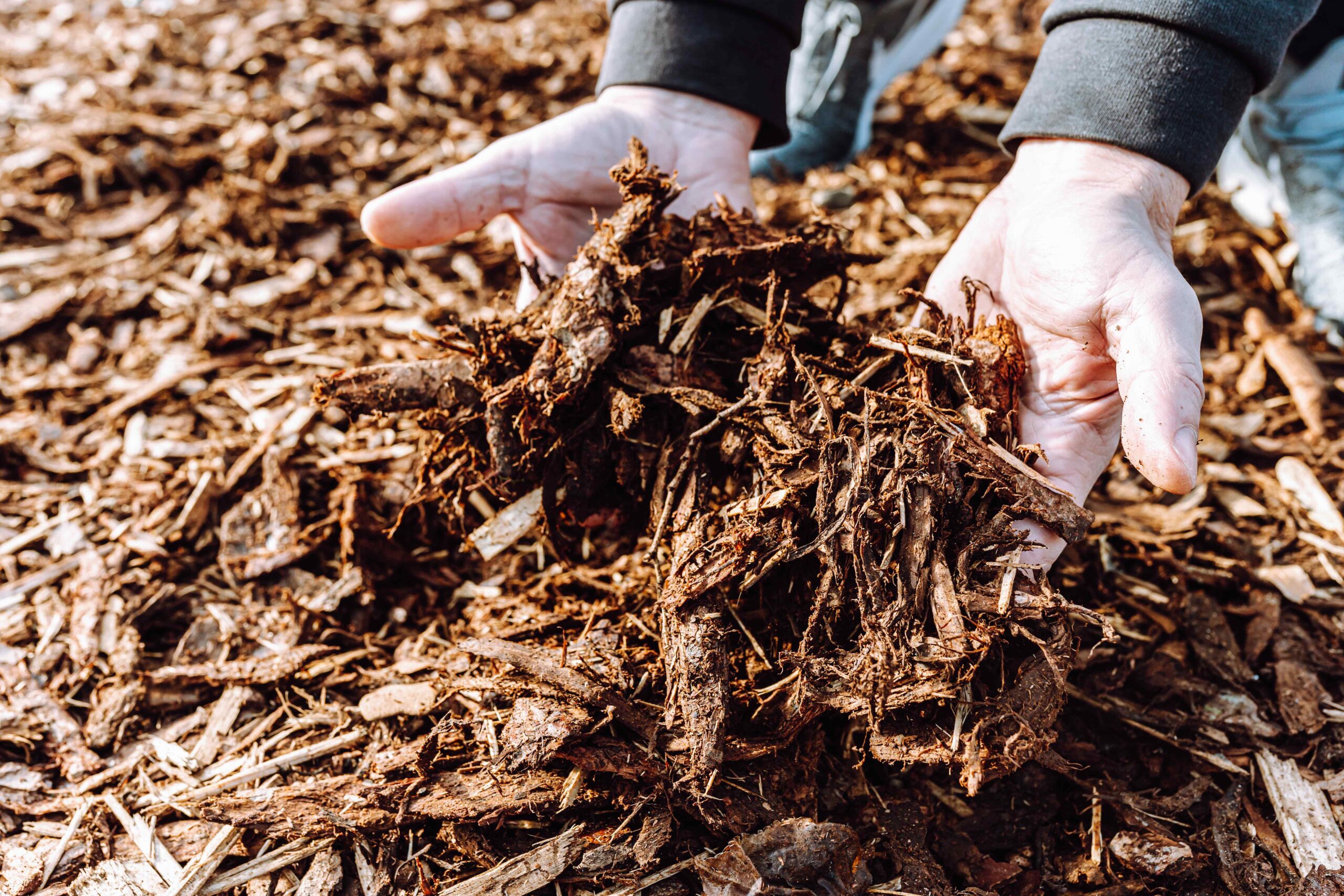 Cedar Mulch: The Natural Wonder for Your Gardens Success