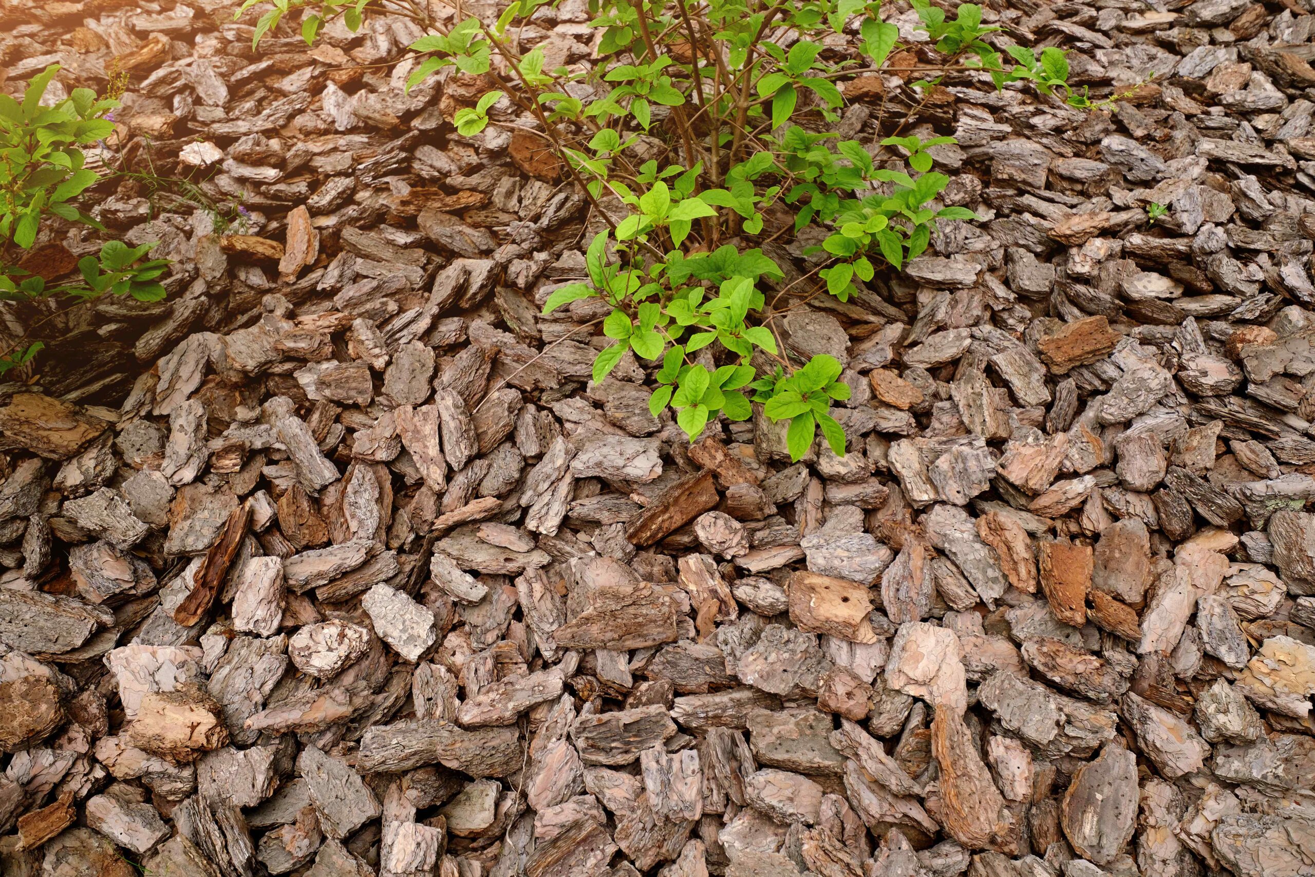 The Power of Shredded Pine Mulch